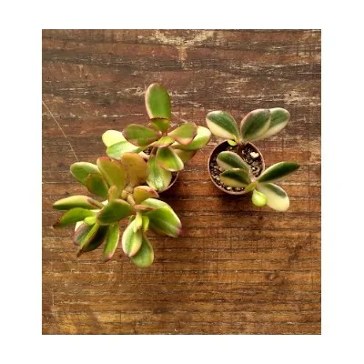 copy of Crassula ovata mini