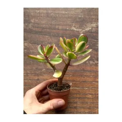 copy of Crassula ovata mini