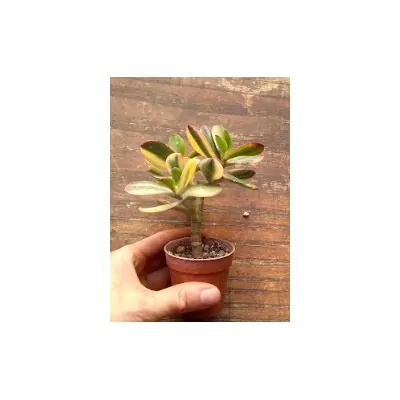 Crassula ovata var....