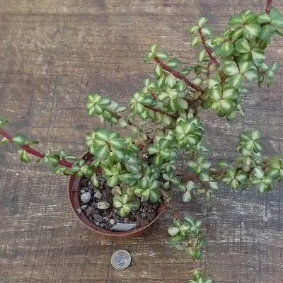 Crassula portulacaria afra mediopicta cm.20x20