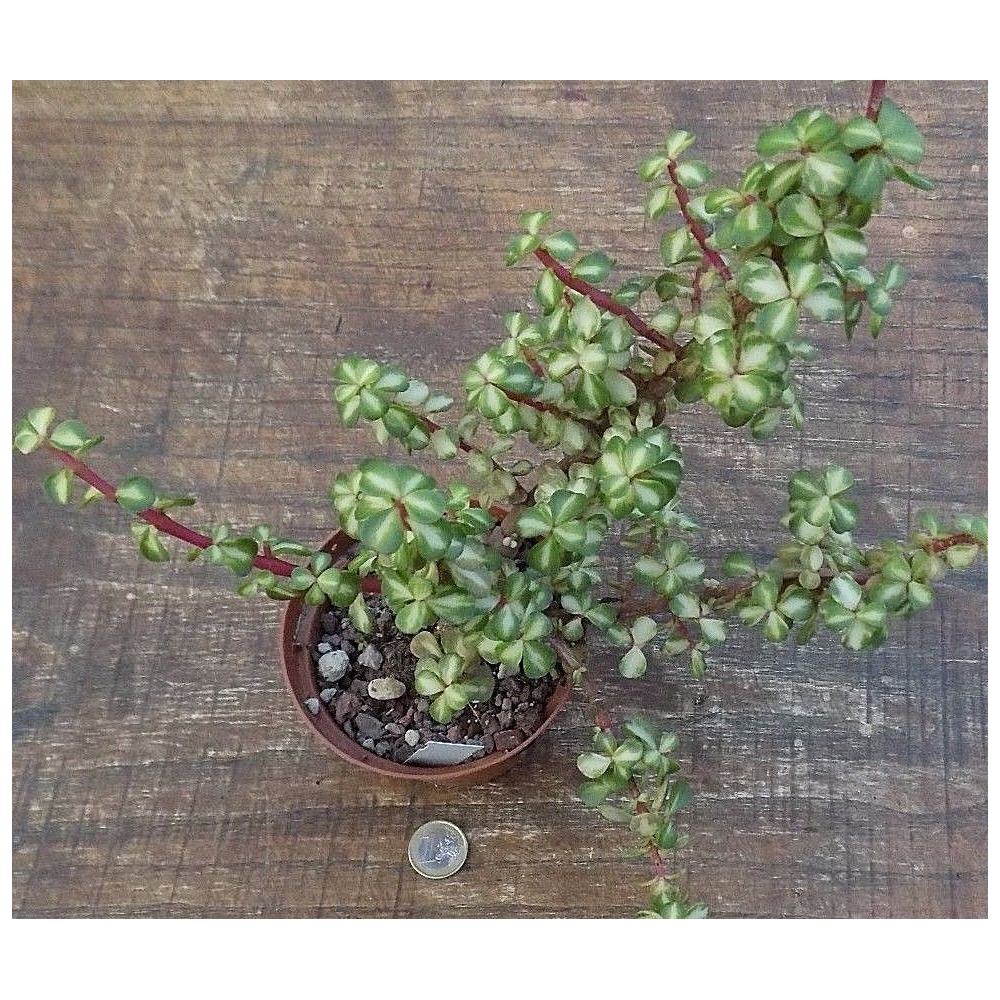 Crassula portulacaria afra mediopicta cm.20x20