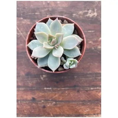 Echeveria Compacticaulis