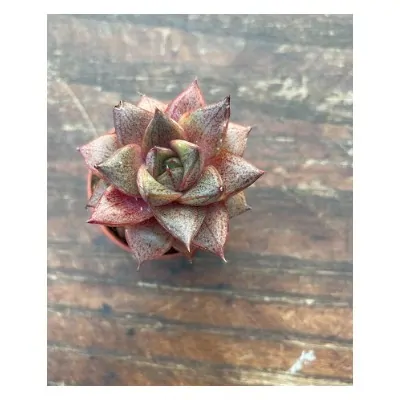 Echeveria porpusorum