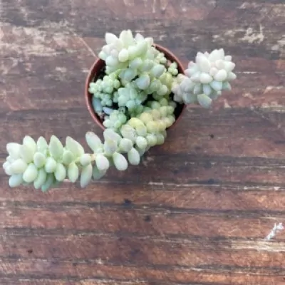 Sedum Burrito