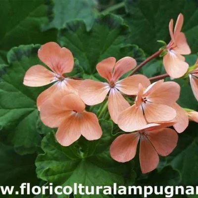 Pelargonium Preston Park