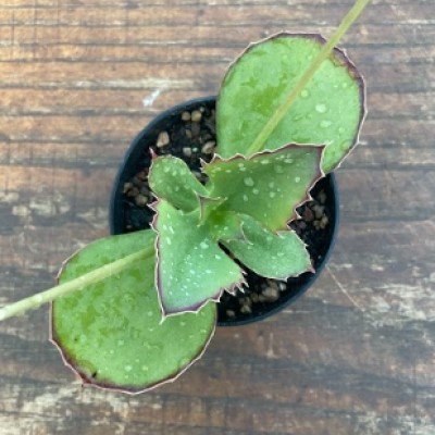 copy of kalanchoe Synsepala...