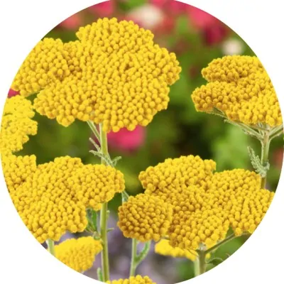 Achillea ageratum...