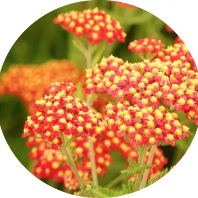 Achillea 'Feuerland'  V. 9