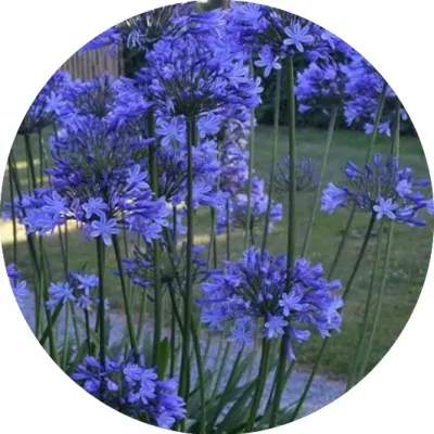 copy of Agapanthus 'Blue...