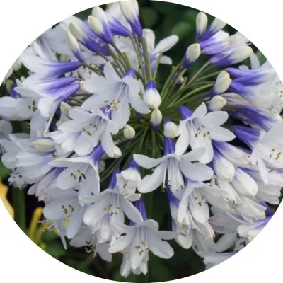 copy of Agapanthus 'Blue...