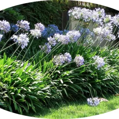 Agapanthus africanus...