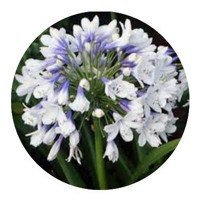 Agapanthus africanus...