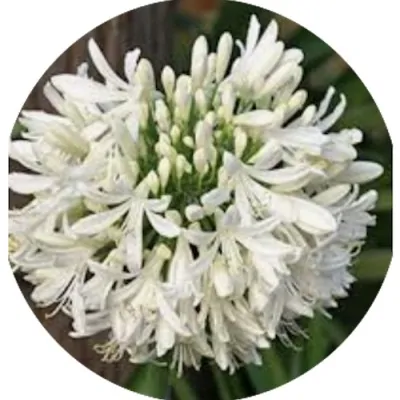 Agapanthus africanus...