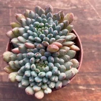 Echeveria Rundelli