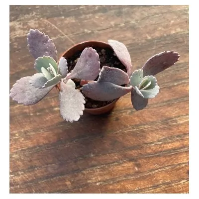 Kalanchoe pumila