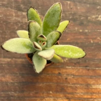 Kalanchoe Tomentosa