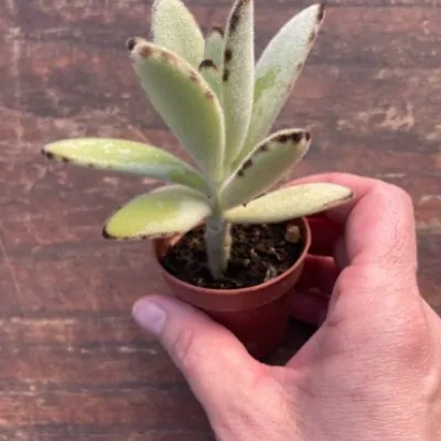 Kalanchoe Tomentosa