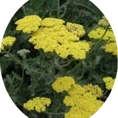 Achillea millefolium Yellow...