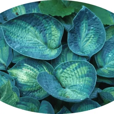 Hosta ' Tokudama Aureonebulosa