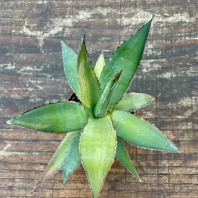 copy of Agave Impressa