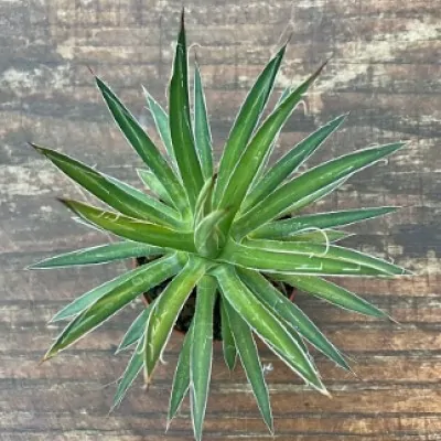 Agave Schidigera Urique