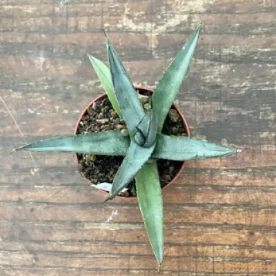 Agave Nigra