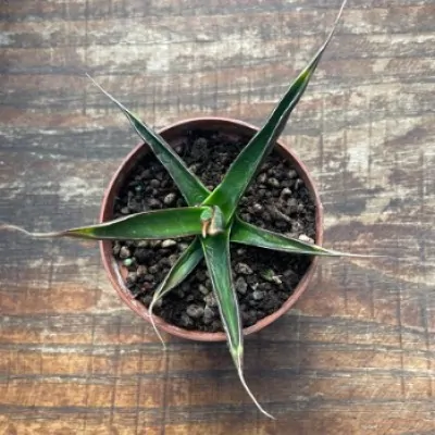 Agave pelona