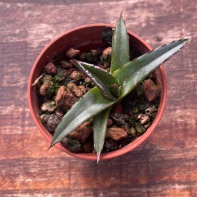 Agave Victoria Reginae...