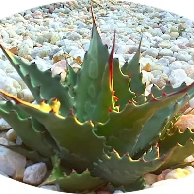 Agave Montana  resistenza -...