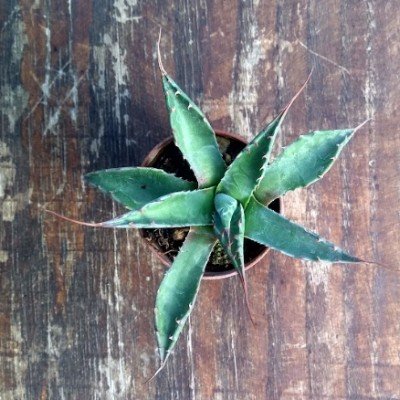 copy of Agave Montana