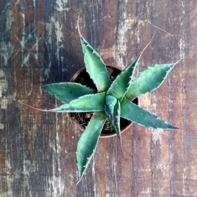 copy of Agave Montana vaso...