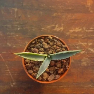 copy of Agave Karwinskiana