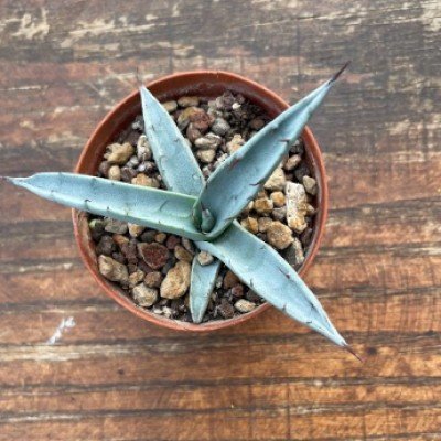 Agave Scabra La Zarca