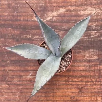 Agave Scabra La Zarca