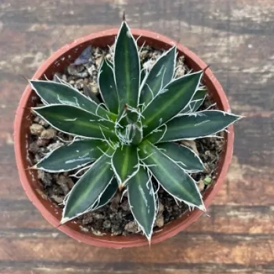 Agave filifera compacta