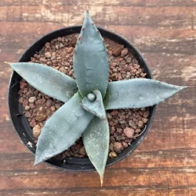 Agave Applanata