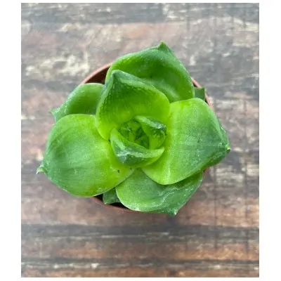 Haworthia Cymbiformis Lotus...