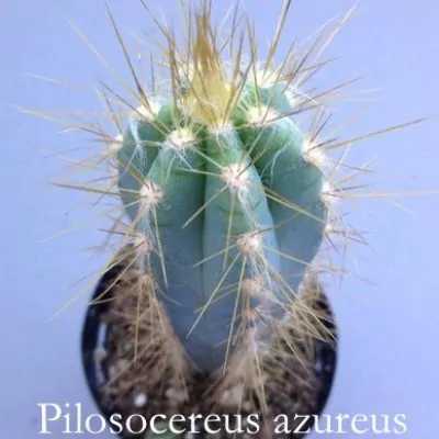 Cereus Azureus cm. 12/14