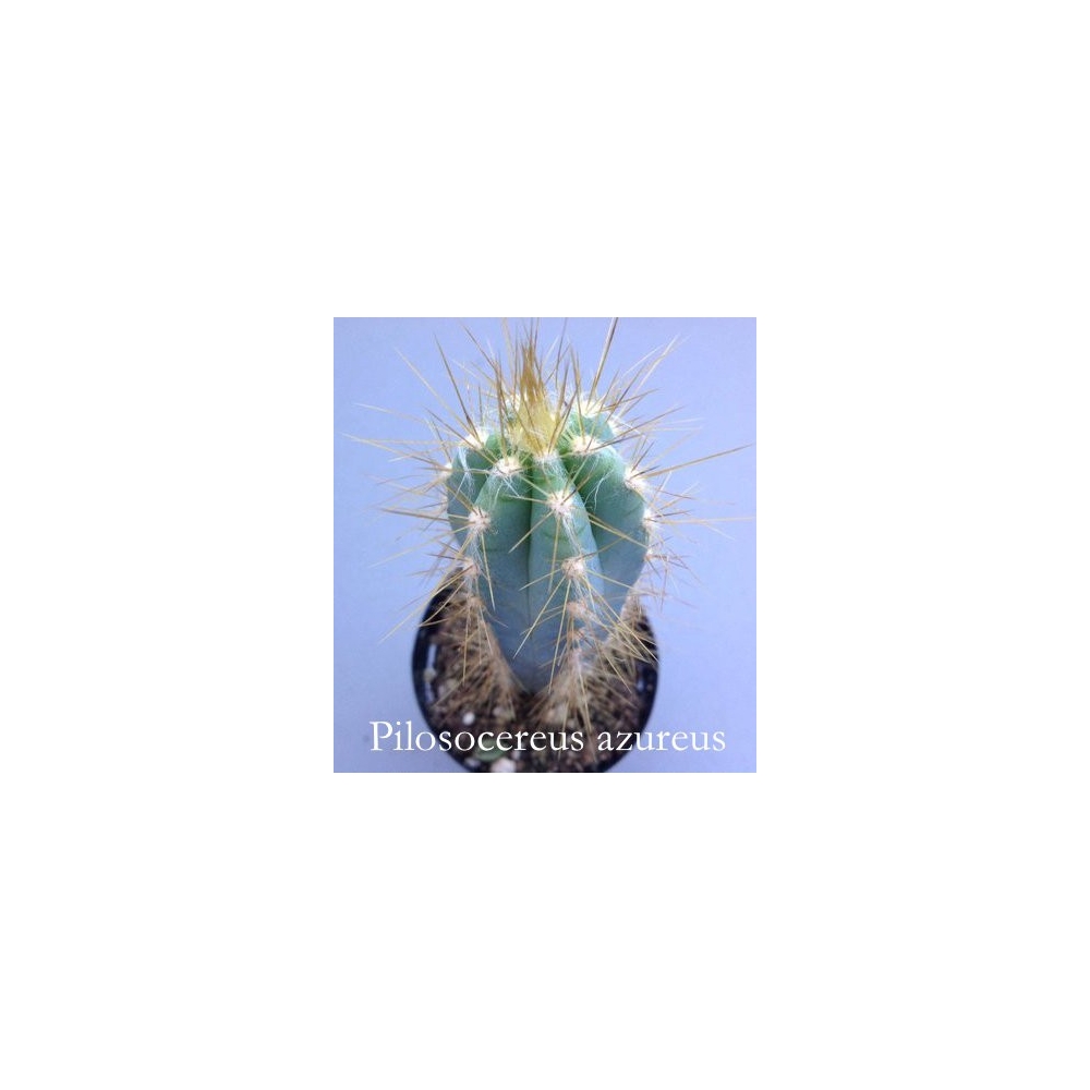 Cereus Azureus -Pilosocereus azureus cm. 12/14