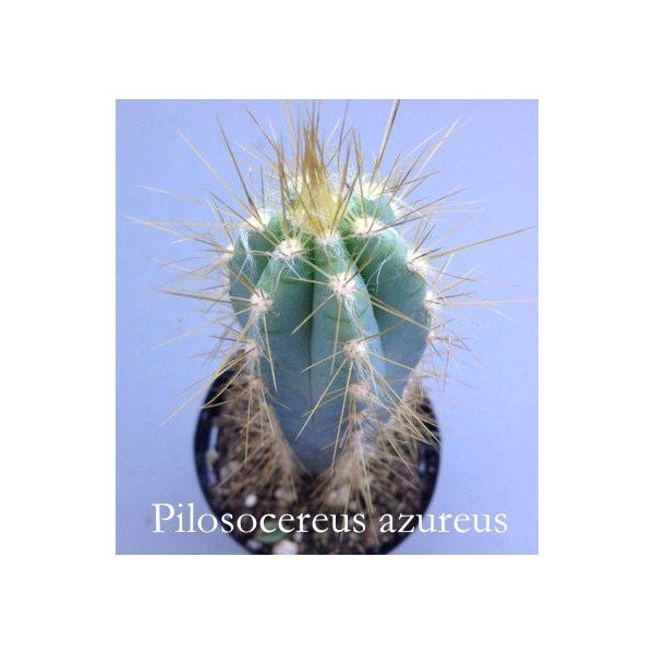 Cereus Azureus -Pilosocereus azureus cm. 12/14