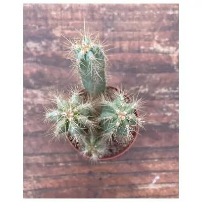 Cereus Azureus cm. 12/14