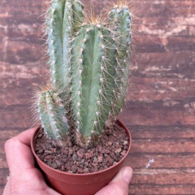 Cereus Azureus -Pilosocereus azureus cm. 12/14