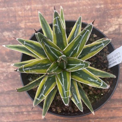 copy of Agave victoria...