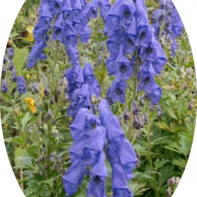 Aconitum carmichaelii...