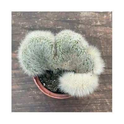 Cleistocactus crestato