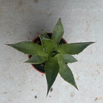 Agave Chiapensis  ISI 1243
