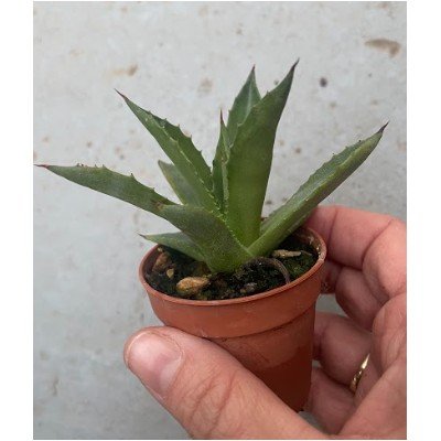 Agave Chiapensis  cm. 10...