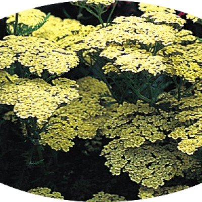 copy of Achillea...