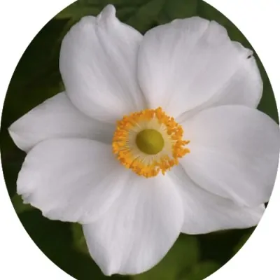 Anemone hyb. 'Andrea...