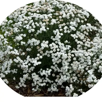 Achillea ptarmica 'Peter...